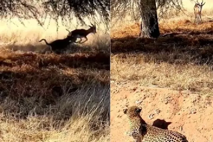 Viral Video: हिरण की ताक में बैठा था चीता, मौका मिलते हैं ऐसे किया हमला, देख कर आँखों पर नहीं होगा विश्वास