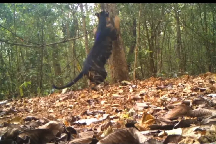 Amazing Video: ओडिशा के सिमलीपाल रिजर्व में एक पेड़ पर चढ़ने की कोशिश करता दुर्लभ ब्लैक टाइगर