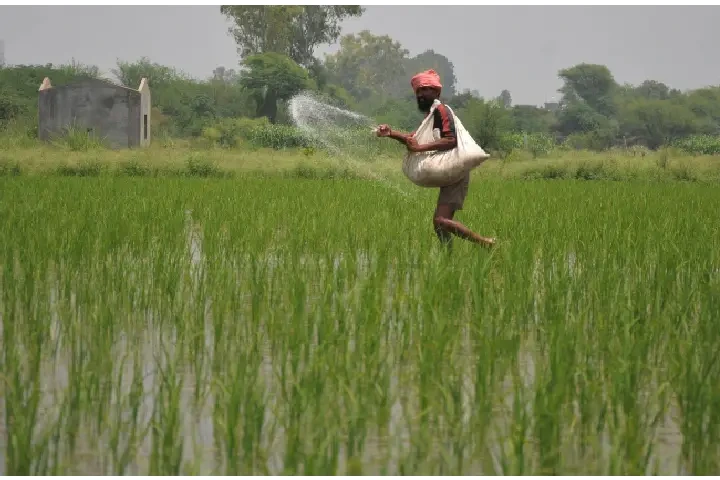 पिछले पांच वर्षों में भारत का चावल उत्पादन स्थिर, इस साल थोड़े अधिक क्षेत्र में बुआई