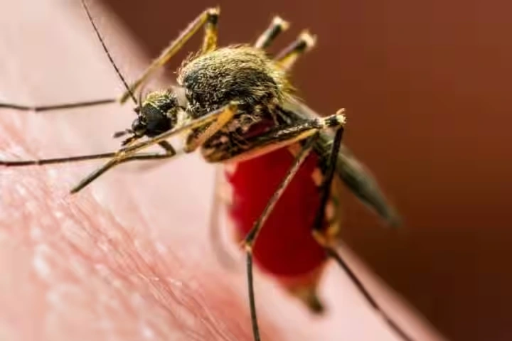 Delhi में तेज़ी से बढ़ रहा है Dengue का खतरा! 6 साल का टूटा रिकॉर्ड, सामने आए इतने मामले