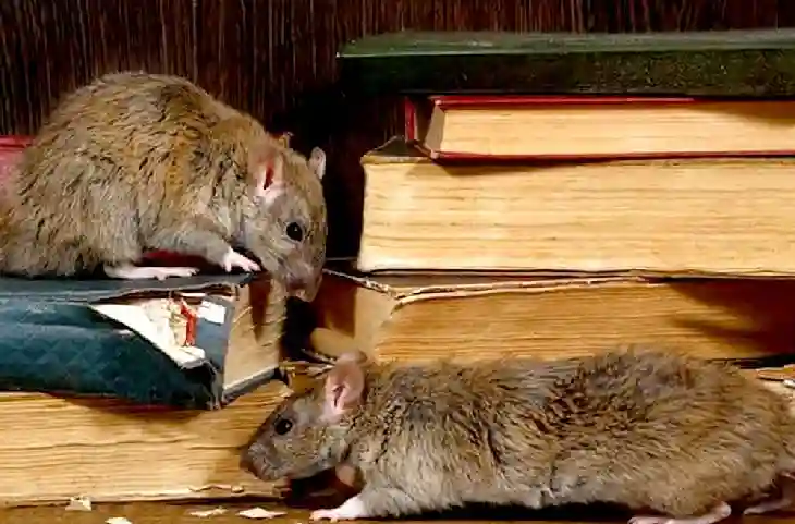Rats Hacks: चूहों के आतंक ने कर दिया नाक में दम! दवा डालने की बजाए इन चीजों का करें यूज