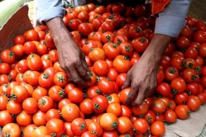 Tomato Prices: टमाटर के दामों में लगी और आग, नई कीमत जान उड़ जाएंगे होश