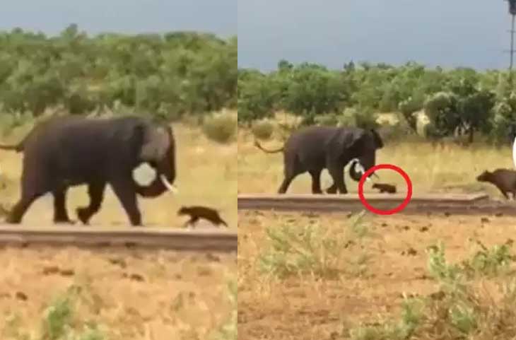 भैंस के बछड़े ने गलती से कर दिया हाथी पर हमला, गजराज ने बड़प्पन दिखाकर जीत लिया सबका दिल