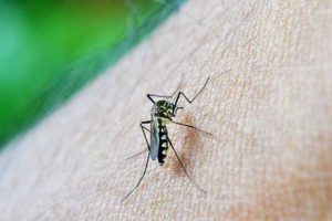 दिल्ली NCR में बढ़ा डेंगू का प्रकोप, इससे बचने के लिए आम लोगों के लिए यह खास सलाह