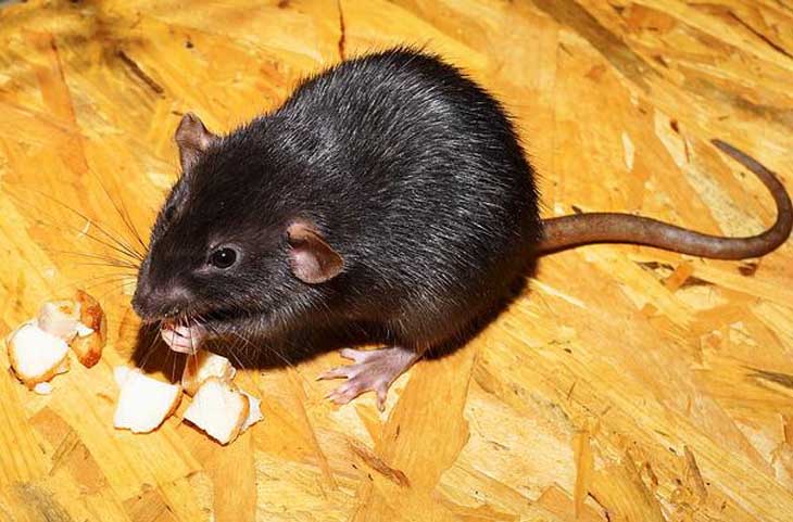 अगर घर में अचानक बढ़ने लगे चूहे तो हो जाएं सावधान, फैला सकते हैं ये जानलेवा बीमारी