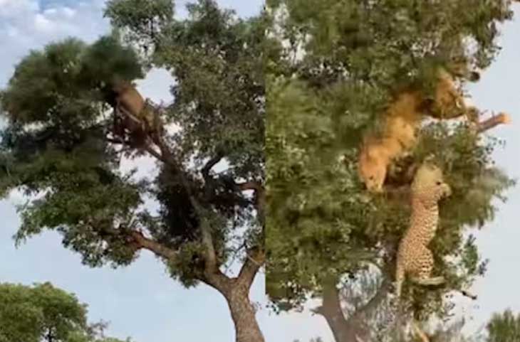 शिकार के चक्कर में जब तेंदुए से भीड़ गई जंगल की रानी! हुई जबरदस्त झड़प, रोंगटे खड़े कर देगा वीडियो