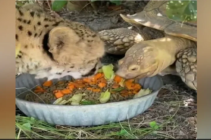 Viral video:कछुआ और चीता की अनोखी दोस्ती,एक ही बर्तन में खाते हैं खाना! देखकर हो जाएंगे हैरान।