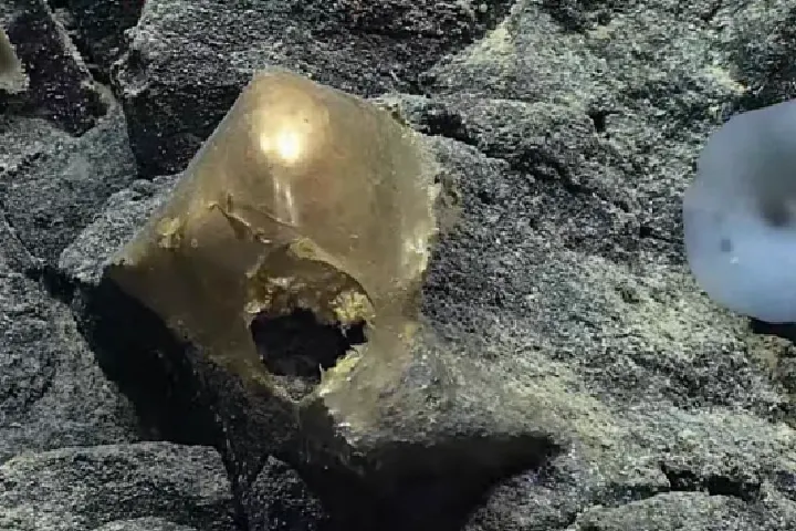 वैज्ञानिकों को समुद्र में मिली रहस्यमय चीज़! बताया ‘सोने का अंडा’, क्या है इसका रहस्य?