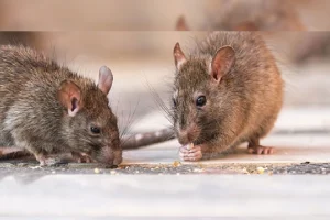 Rats Hacks: चूहों के आतंक से हैं परेशान तो अपनाएं ये टिप्स, एक बार में ही घर से हो जाएंगे गायब